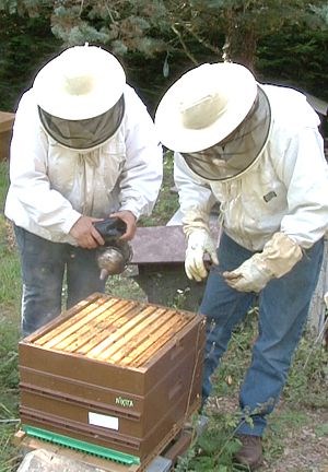Formation apiculture individuelle